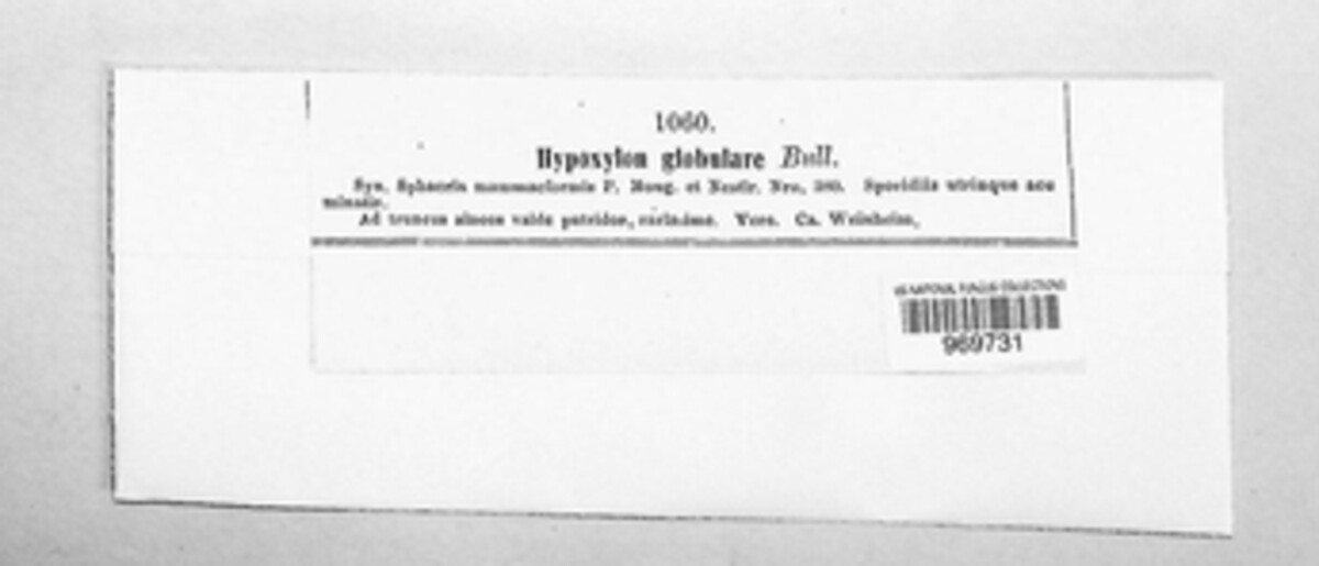 Hypoxylon globulare image